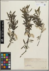 Foto von Salix purpurea L.